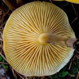 Flammulina elastica