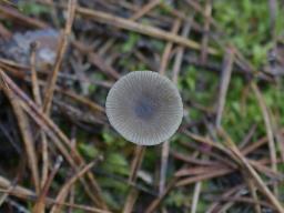 Omphaliaster asterosporus