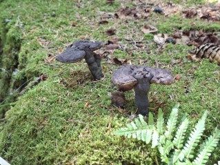 Ganoderma carnosum