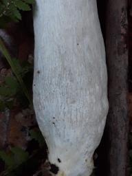 Russula cavipes