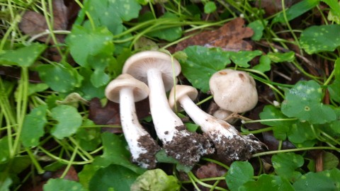 Calocybe gambosa