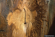 Scolytus multistriatus