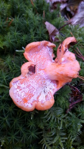 Hypomyces lateritius