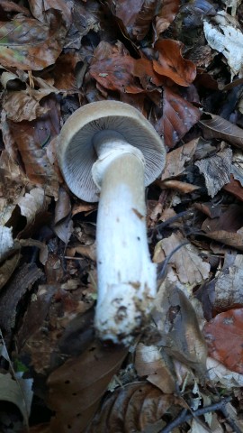 Cortinarius caperatus