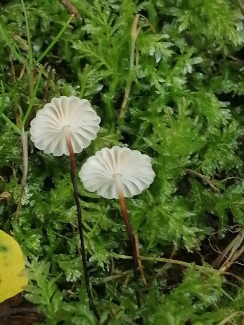 Marasmius bulliardii