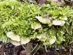 Steccherinum bourdotii