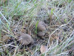 Lycoperdon umbrinum