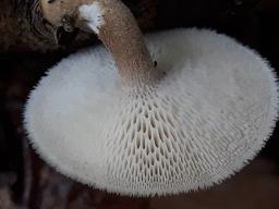 Lentinus arcularius