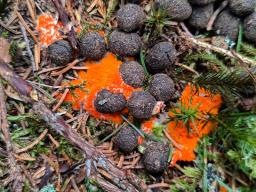Byssonectria terrestris