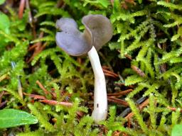 Helvella ephippium