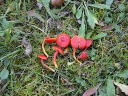 Hygrocybe coccinea