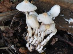 Leucocoprinus cepistipes