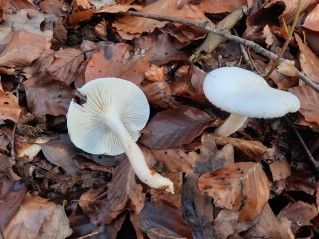 Hygrophorus eburneus