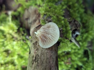 Crepidotus cesatii