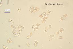 Gymnopus brassicolens