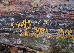 Calocera cornea