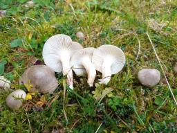 Hygrophorus agathosmus
