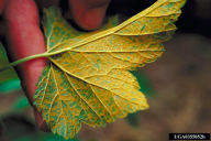 Cronartium ribicola