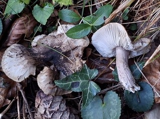 Tricholoma squarrulosum