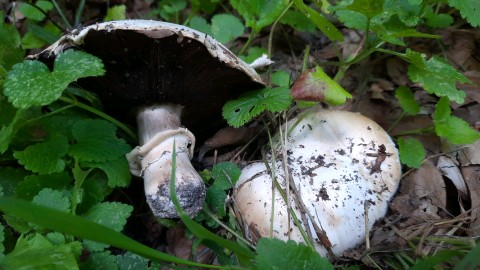 Agaricus bitorquis