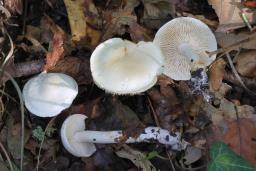 Tricholoma album