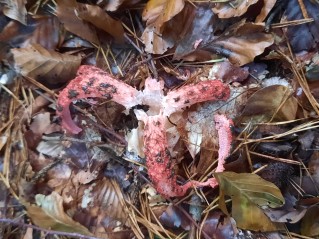 Clathrus archeri