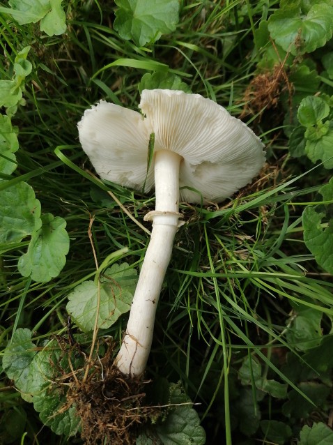 Leucoagaricus leucothites