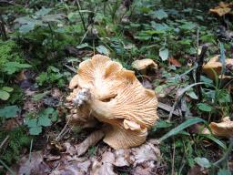 Cantharellus amethysteus