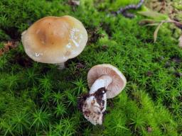 Thaxterogaster vibratilis