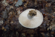 Russula nigricans