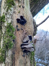 Auricularia auricula-judae