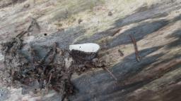 Hypomyces cervinus
