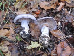 Cortinarius eucaerulescens