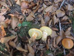 Suillus grevillei