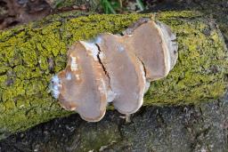 Phellinus pomaceus