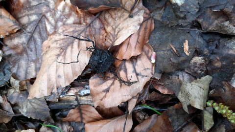 Xylaria carpophila