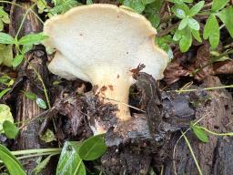 Polyporus tuberaster