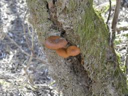 Flammulina elastica