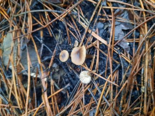 Tephrocybe atrata