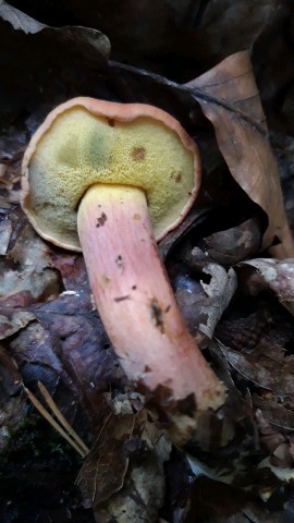 Rheubarbariboletus armeniacus