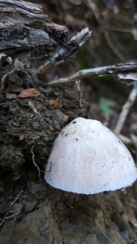 Pluteus inquilinus