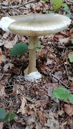 Amanita phalloides