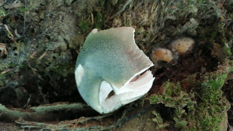 Russula virescens