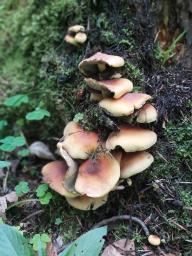 Hypholoma fasciculare