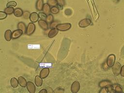 Agrocybe pediades