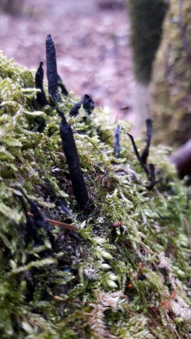 Xylaria longipes