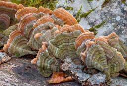 Stereum subtomentosum