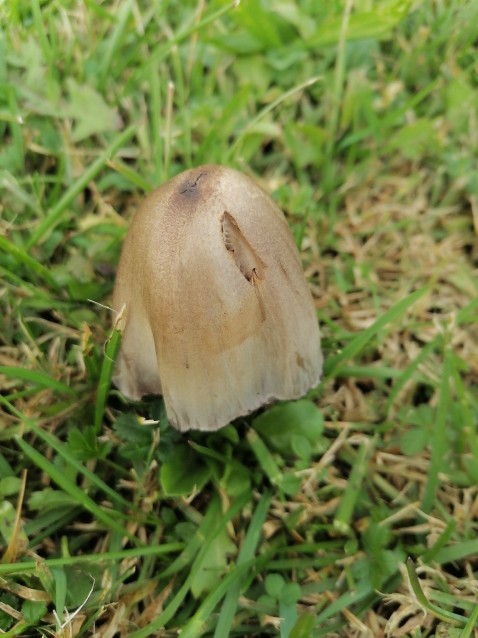Coprinopsis atramentaria