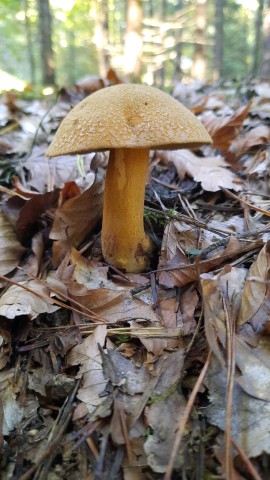 Suillus variegatus