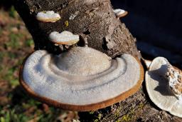 Trametes hirsuta